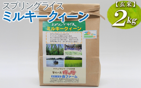 【新米】スプリングライス ミルキークィーン (玄米)2kg ※着日指定不可 | 米 こめ コメ ご飯 玄米 単一米 国産 茨城県産 ※2026年9月～発送 _BI61
