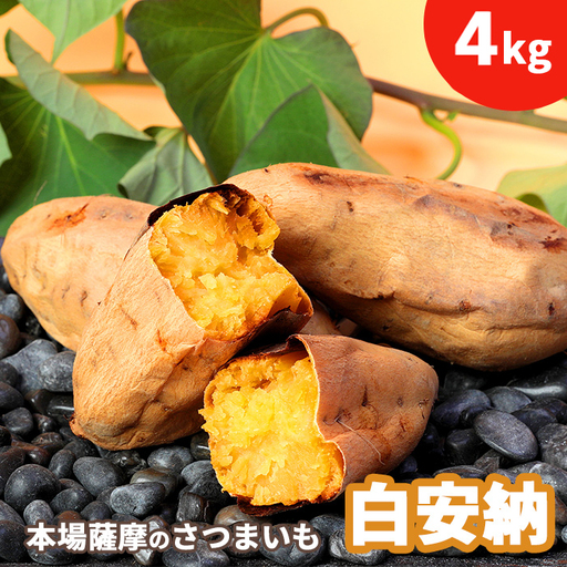 本場鹿児島さつまいも 【白安納】4kg　2026年10月上旬より発Z0-14_野菜 さつまいも いも サツマイモ 薩摩芋_【配送不可地域：離島】【1487870】