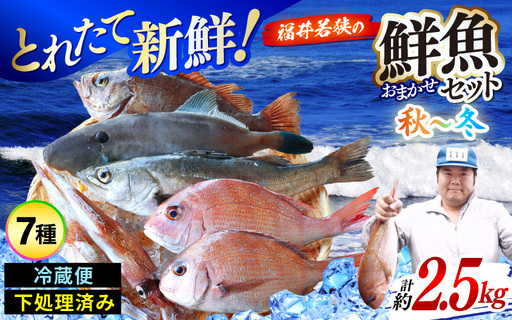 【先行予約】【期間限定】福井 若狭の 鮮魚セット 秋～冬 計約2.5kg【2026年10月下旬以降順次発送】【鮮魚 海鮮】 [m21-e004]