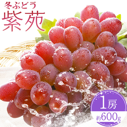 【2027年先行予約】冬ぶどう「紫苑」1房約600g 環山堂株式会社 ぶどう