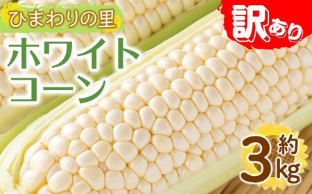 [先行予約!2027年6月上旬以降順次発送予定][訳あり]ホワイトコーン(約3kg) 香川県 国産 とうもろこし トウモロコシ 新鮮 冷蔵便 [man109-A][Aglio nero]