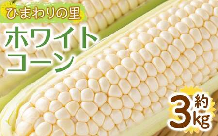 [先行予約!2027年6月上旬以降順次発送予定]ホワイトコーン(約3kg/通常品) 香川県 国産 とうもろこし トウモロコシ 新鮮 冷蔵便 [man110-A][Aglio nero]