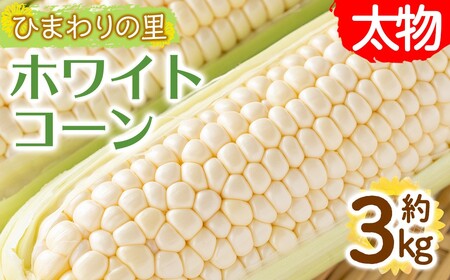 [先行予約!2027年6月上旬以降順次発送予定]ホワイトコーン(約3kg/太物 2Lサイズ以上) 香川県 国産 とうもろこし トウモロコシ 新鮮 冷蔵便 [man110-B][Aglio nero]