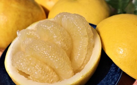 土佐文旦 10kg 家庭用 文旦