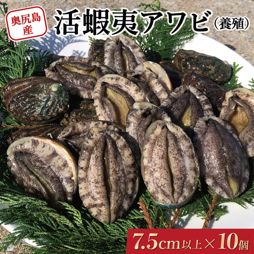 奥尻島産 活蝦夷アワビ（養殖）10ケ入り 75mm以上