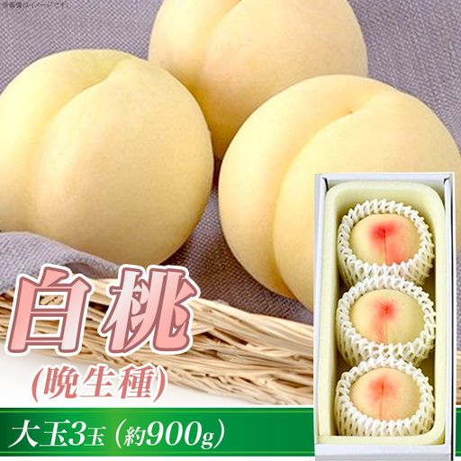 岡山の白桃(晩生種) 大玉3玉(約900g)[26年7月下旬以降に順次発送]