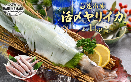 [先行予約]イカ お刺身で食べる 天然 ヤリイカ 約1kg[2027年2月中旬以降順次発送予定] 活きたイカをご提供している漁師が活〆!急速冷凍 鮮度格別!若狭湾 福井 刺身 [m36-b009]