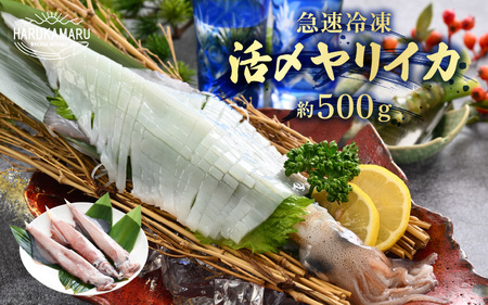 [先行予約]イカ お刺身で食べる 天然 ヤリイカ 約500g[2027年2月中旬以降順次発送予定] 活きたイカをご提供している漁師が活〆!急速冷凍 鮮度格別!若狭湾 福井 個別包装 刺身 [m36-a013]