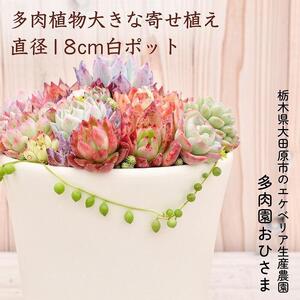 [多肉植物]大きな寄せ植え直径18cm白ポット