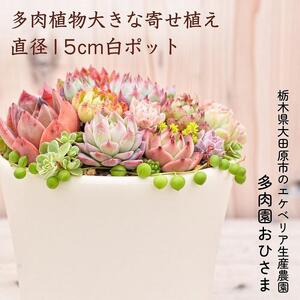 [多肉植物]大きな寄せ植え直径15cm白ポット