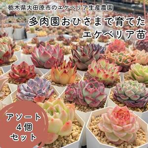 [多肉植物]エケベリア苗アソート4個セット