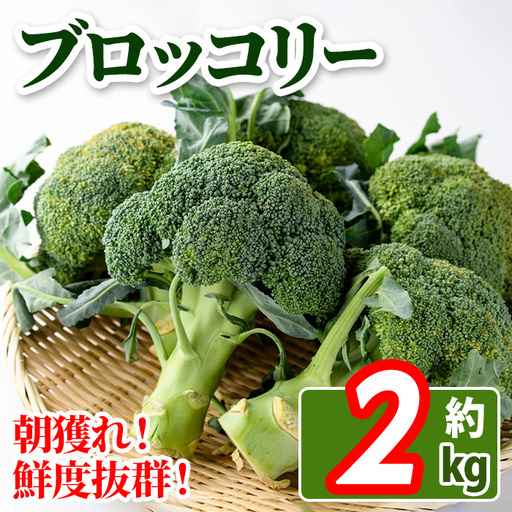 [先行予約!2026年11月中旬以降順次発送予定]鮮度抜群!ブロッコリー(約2kg) 国産 野菜 ブロッコリー 新鮮 産地直送 [man057][Aglio nero]
