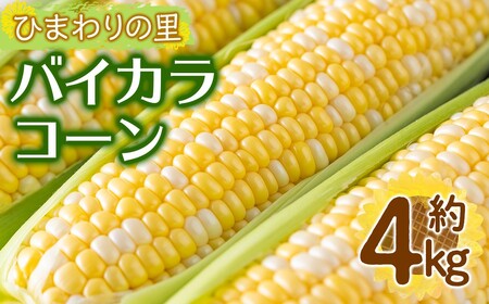 [先行予約!2027年6月上旬以降順次発送予定]バイカラコーン(約4kg) トウモロコシ とうもろこし 人気 [man070][Aglio nero]