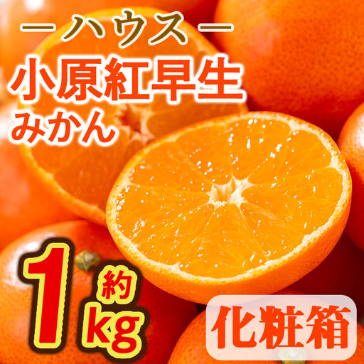 ＜先行予約！2027年6月下旬以降順次発送予定＞香川県産 ハウス小原紅早生みかん(約1kg/化粧箱) ミカン フルーツ 果物 柑橘 人気 【man072】【Aglio nero】