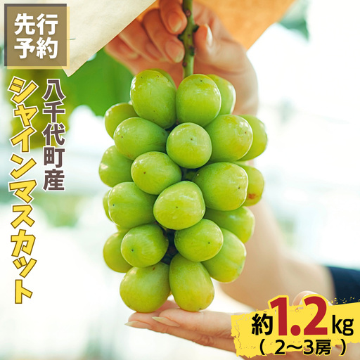 9月上旬発送 八千代町産 シャインマスカット 約1.2kg ブドウ 先行受付