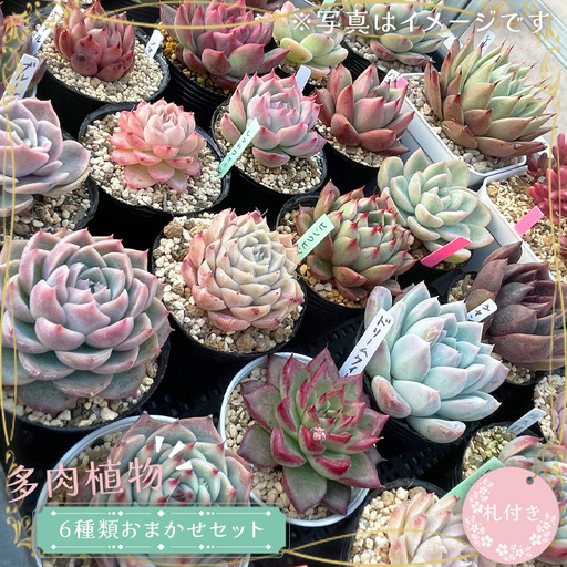 多肉植物6種類おまかせセット【札付き】 No.680