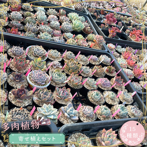 多肉植物寄せ植えセット（15種類） No.681