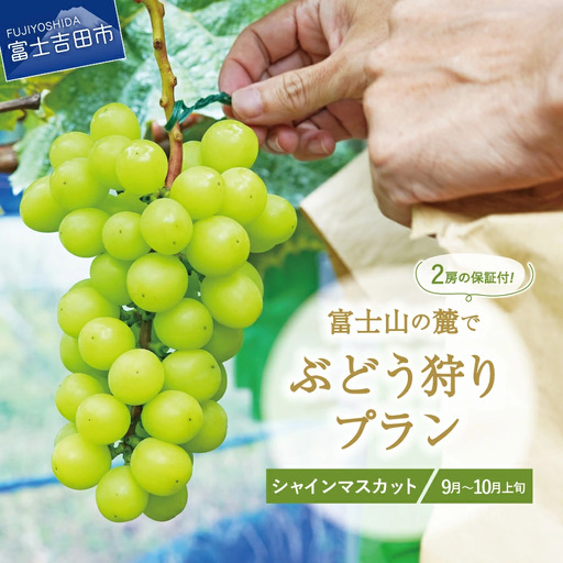 富士吉田市産　ブドウ狩りプラン(シャインマスカット) ぶどう 体験 収穫 フルーツ狩り 果物狩り