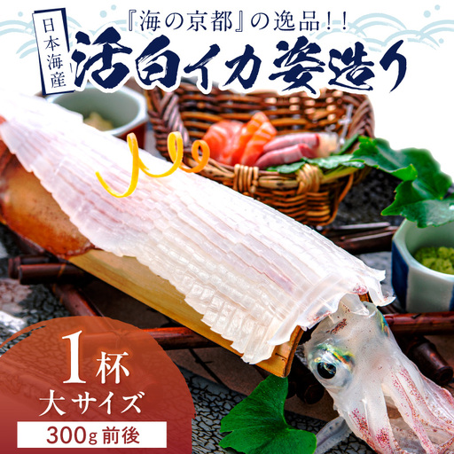 日本海産『海の京都』の逸品！！　活白イカ姿造り（クリスタル白いか）大サイズ 1杯（300g前後）（2027年6月上旬～発送） ふるさと納税 海鮮 鮮度抜群 新鮮 海鮮 いか イカ 簡単調理 生産者応援 送料無料 生食 魚介類 活イカ 日本海産 刺身 BBQ 美味 逸品