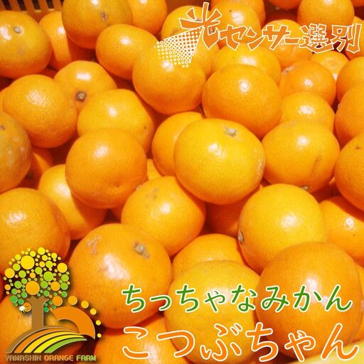 ちっちゃな有田みかん こつぶみかん 約10kg (3S〜Sサイズ混合)※2026年11月〜2027年1月に順次発送予定(お届け日指定不可) 先行予約 みかん 有田みかん 温州みかん ミカン 小粒 柑橘 フルーツ [nuk153B]