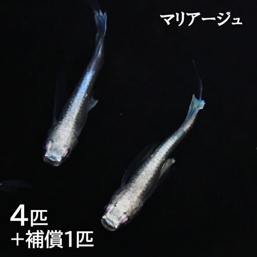 メダカ　マリアージュ　2ペア【メダカ めだか オス メス ペア 4匹 マリアージュ セット ペット 鳥取県 日吉津村】