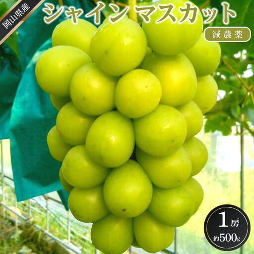 ぶどう 2026年  シャインマスカット 1房 約500g  減農薬 ハウス栽培 シャインマスカット 葡萄  岡山県産 国産 フルーツ 果物 ギフト  ばんの農園