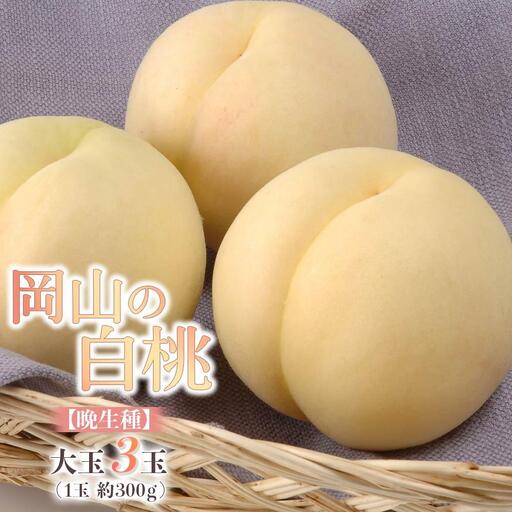 2027年 先行予約 岡山 白桃 大玉 3玉 900g（晩生種）岡山県産 白桃 フルーツ