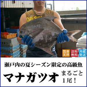 マナガツオ1尾[令和8年7月頃からの出荷分受付中!][B-4]
