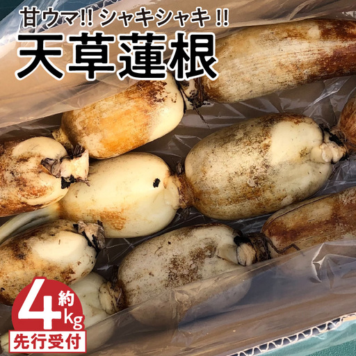 S089-010_天草蓮根 約4キロ