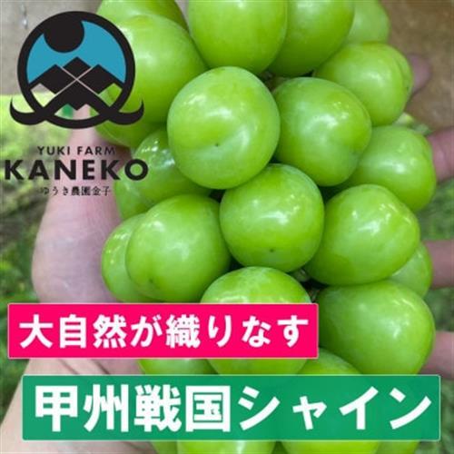2027年発送先行受付【葡萄生産量日本一】本場山梨の大自然が生み出した甲州戦国シャインマスカット【配送不可地域：離島】【1495757】