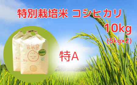 令和6年産『山田のややこ』特別栽培米コシヒカリ 精米 10kg＜茨城県共通返礼品・河内町産＞ | 茨城県 龍ケ崎市 令和6年産 新米 食味 特A お米 ごはん 米 白米 ご飯 コシヒカリ JGAP認証 自然堆肥 特別栽培米 厳選米 人気 農家直送 産地直送 精米 おすすめ もっちり 冷めてもおいしい おにぎり お弁当