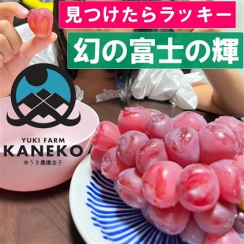 2027年発送先行受付【本場山梨の希少品種】見つけたらラッキーなかなかお目にかかれないお試し富士の輝【配送不可地域：離島】【1495748】