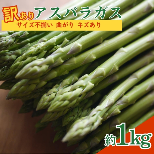 No.2879 【訳あり】アスパラガス 約1kg サイズ不揃い 曲がり キズあり【2026年発送】