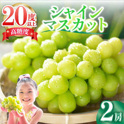 【2026年9月中旬-発送】大粒シャインマスカット 2房 [SFN001] シャインマスカット