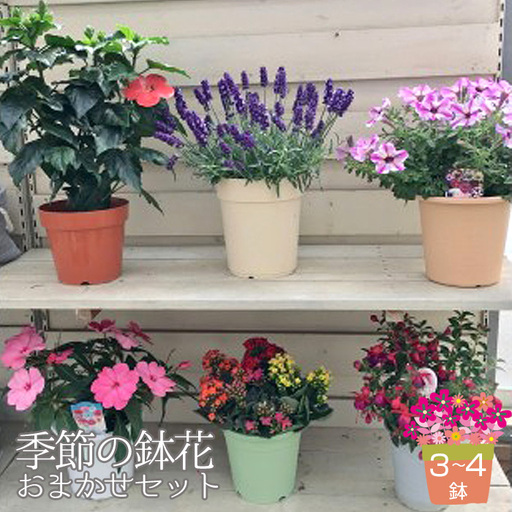 季節の鉢花「おまかせセット」3～4鉢お届け No.133