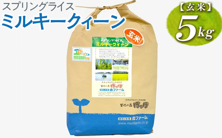 【新米】スプリングライス ミルキークィーン (玄米) 5kg  | 米 こめ コメ ご飯 玄米 単一米 国産 茨城県産 ※2026年9月～発送 _BI62  