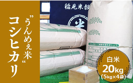 [令和6年度産] 栃木県上三川町産コシヒカリ・白米20kg（5kg×4袋）◆ | 国産 栃木県産 コシヒカリ 米 お米 単一原料米 精米 白米 栃木米 とちぎ米 産地直送 送料無料　※離島への配送不可