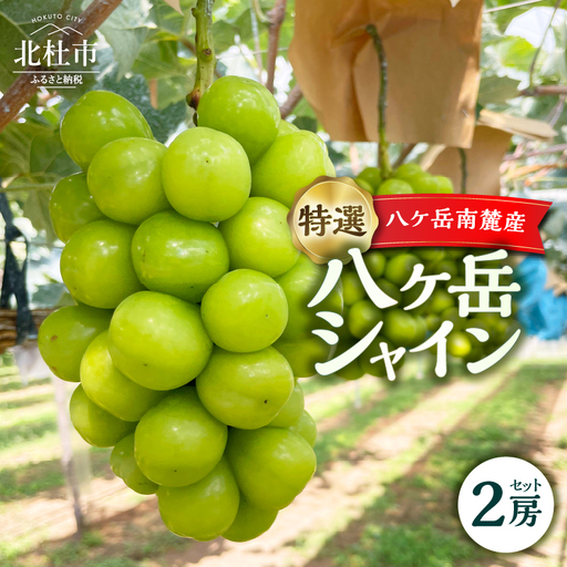 【2026年先行予約】八ケ岳南麓産ブランド「特選 八ケ岳シャイン」シャインマスカット [h262]