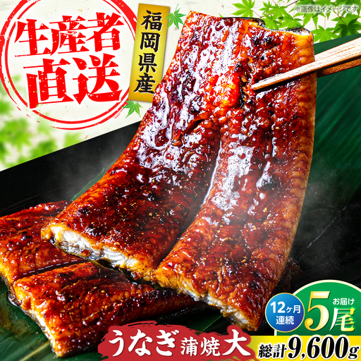 【全12回定期便】福岡県産 うなぎ 蒲焼 大5尾 VAD019 うなぎ