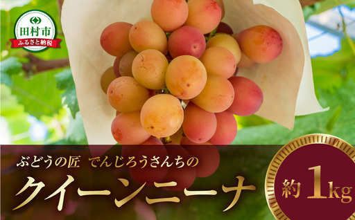 ＼ 先行予約 2026年発送 / クイーンニーナ 約1kg 冷蔵 種無し 種なし シャインマスカット ブドウ ぶどう 品種 果物 甘い 巨峰 美味しい 希少 人気 ランキング おすすめ ギフト 田村市 鈴木農園 でんじろうさん