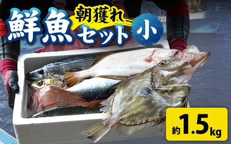 [朝獲り]漁師厳選 鮮魚セット (小) 3種類以上 約1.5kg [C-018002] 魚 産地直送