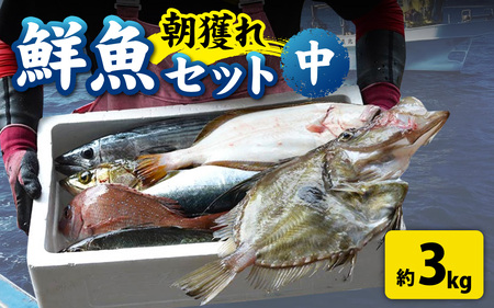[朝獲り]漁師厳選 鮮魚セット (中) 4種類以上 約3kg [D-018001] 魚 産地直送