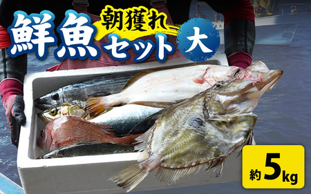 [朝獲り]漁師厳選 鮮魚セット (大) 5種類以上 約5kg [E-018001] 魚 産地直送