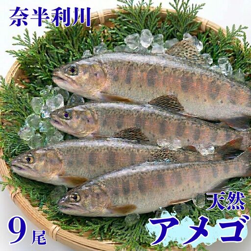 107004　奈半利川の天然アメゴ（冷凍）９尾