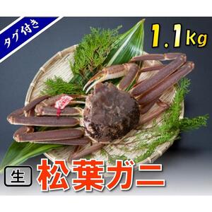 [魚倉]タグ付き生松葉ガニ (特特大1,100g)[到着日指定不可]