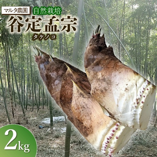 【令和9年産】筍 自然栽培 谷定孟宗（タケノコ）2kg 山形県鶴岡市産 マルタ農園