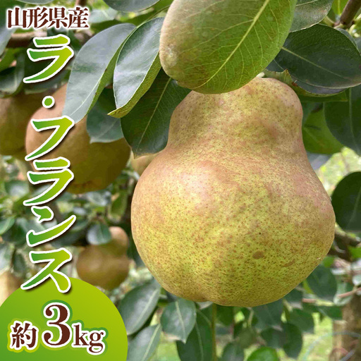 山形県産 ラ・フランス 秀品 約3kg(6～12玉)【令和8年産先行予約】FS25-764