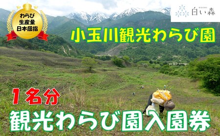 小玉川観光わらび園入園券(1名様分)