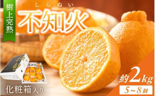 [贈答用化粧箱入] 不知火 樹上完熟 約2kg (5〜8個入)※2027年2月下旬頃から3月下旬頃に順次発送[KG10][kgr014]