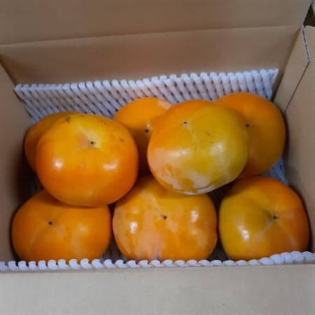 柿【先行受付】柳フルーツ園(訳あり)富有柿 約2kg_果物・フルーツ 柿（カキ）  かき_【1456542】
